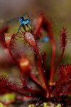 Kleine zonnedauw (Drosera intermedia) RL GE, Hoog Soeren
